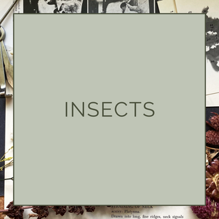 INSECTS