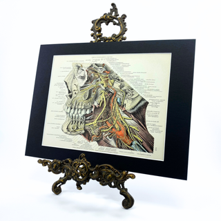 1950s Human Head Anatomical Illustration, 9x12 Matted Antique Book Page