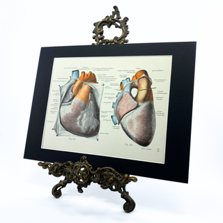 1950s Human Heart Anatomical Illustration, 9x12 Matted Antique Book Page