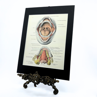 1950s Mouth Anatomical Illustration, 9x12 Matted Antique Book Page