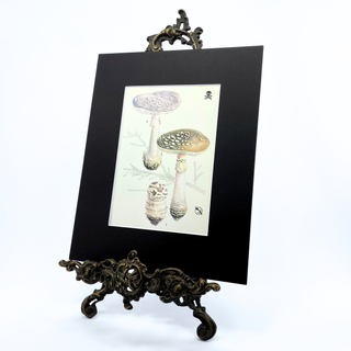 1960s Poisonous Mushrooms Illustration, 8x10 Matted Antique Book Page