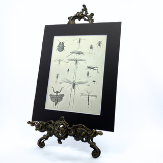 1900s Insect Entomology Illustration, 8x10 Matted Antique Book Page