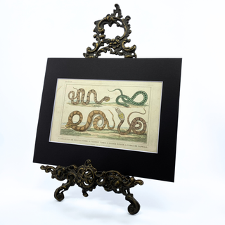 1850s Rare Snakes Illustration, 8x10 Matted Antique Book Page